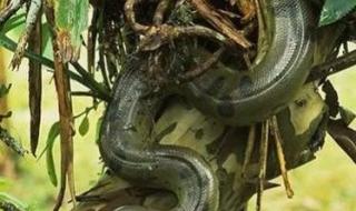 现存世界上最大的蛇 现存世界上最大的蛇