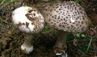 毒蘑菇显卡测试网站