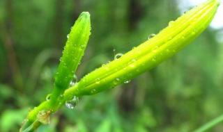 忘忧草在线播放 忘忧草在线播放