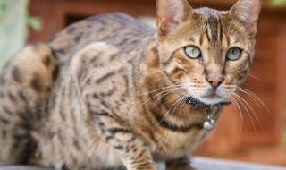 凶猛太攀蛇 凶猛太攀蛇