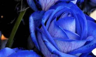 蓝色妖姬是怎么形成的 蓝色妖姬是怎么形成的